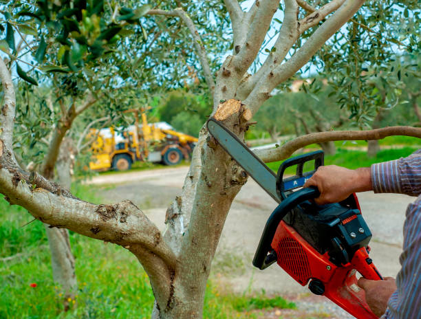 The Steps Involved in Our Tree Care Process in Carmi, IL